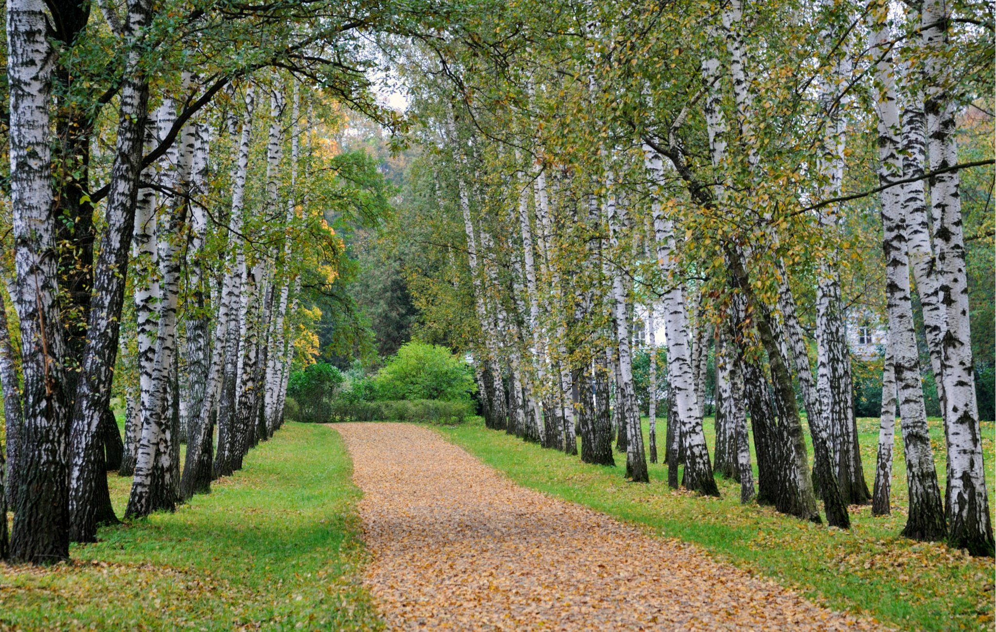 Tolstoy, Smith, and the Perils of Loneliness